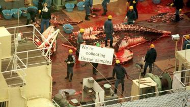 Japanische Walfänger zerlegen Zwergwal, Dezember 1999