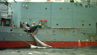 Japanische Walfänger auf dem Fangschiff "Nisshin Maru", Januar 200