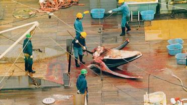 Ein Wal wird an Deck des japanischen Fabrikschiffes Nisshin Maru zerlegt, Februar 1995