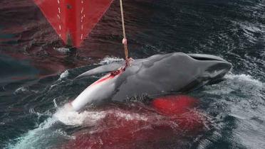 Harpunierter blutiger Wal vor der Nisshin Maru, Dezember 2005
