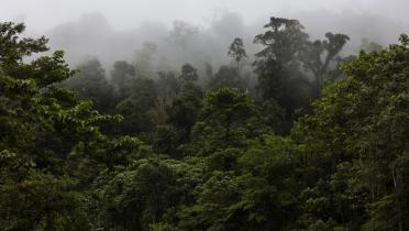 Einblicke in den Amazonas Regenwald