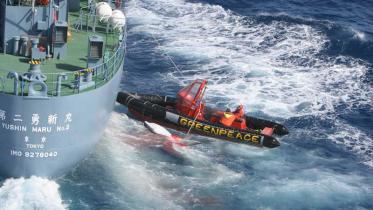 Harpune des Walfängers Yushin Maru 2 verfehlt knapp Greenpeace Schlauchboot, Januar 2006