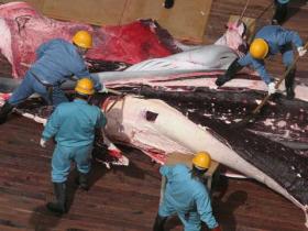 Getöteter Wal wird zerlegt