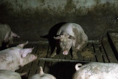 Dreckiges Schwein in schlechter Haltung auf Spaltenboden