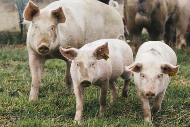 Bessere Tierhaltung kostet Geld - und das trifft auf Verständnis