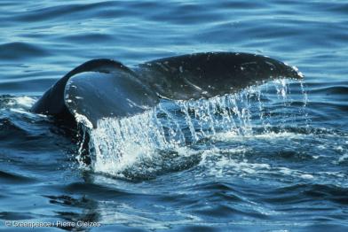 Walflosse ragt aus dem Ozean 