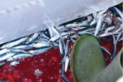 Unerwünschte Anchovis werden über Bord eines Trawlers in den Chioggia Kanal geworfen. Übrig bleibt eine Spur der toten Fische im Wasser.