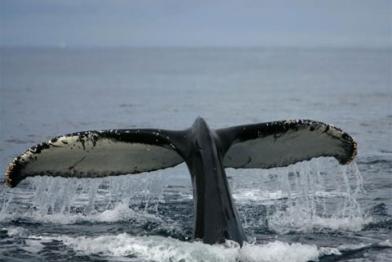 Buckelwale Antarktis 2008