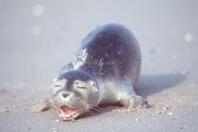 diseased seals