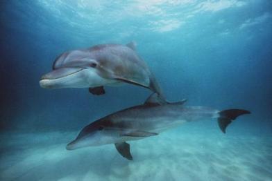 Bottlenose dolphins
