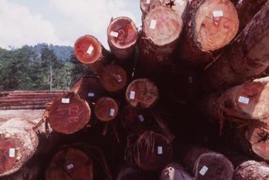 rainforest Sarawak logging