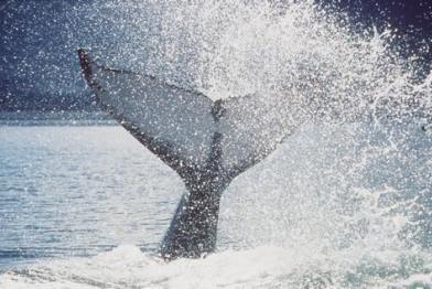 whale flukes