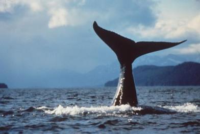 whale flukes