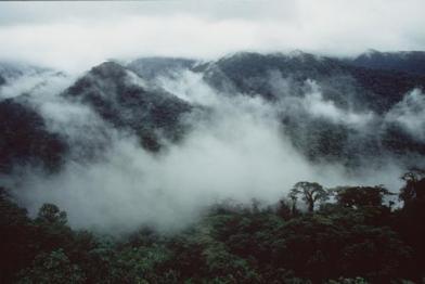 Costa Rica rainforest