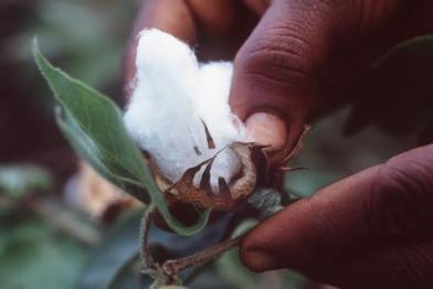 Bio-Baumwolle Indien