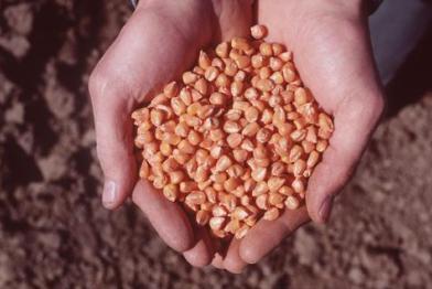 maize/corn seed