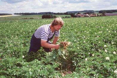 organic-farming potatoes