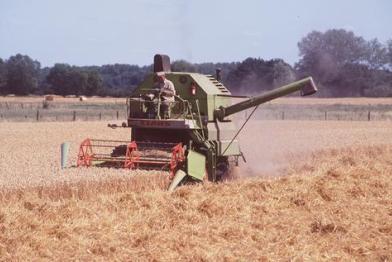agriculture harvest