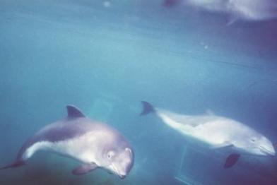 harbor porpoise research