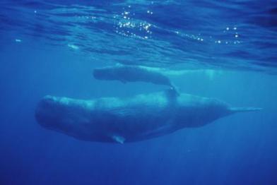 sperm whales
