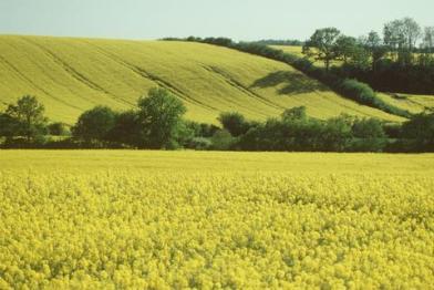 Rapsfelder