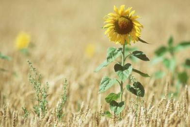 waterwork Canitz/agriculture