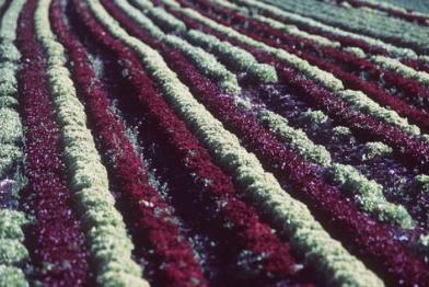 Salat-Feld in Frankfurt-Oberrad.