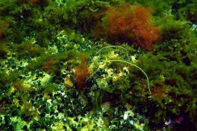 Algae fields / Algen