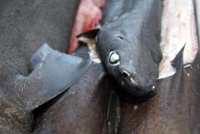 Atlantic fishery bycatch