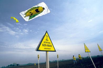 gmo corn kite action