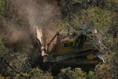 Jaguar forest action  Argentina