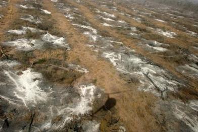 Urwaldzerstörung für Sojaanbau in Argentinien