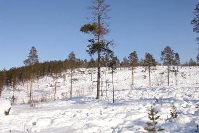 clearcut Lapland