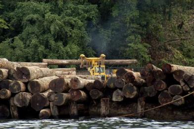 forest action Papua New Guinea