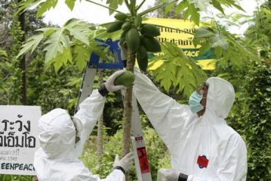 GMO papaya action Thailand
