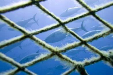 tuna fishing Mediterranean