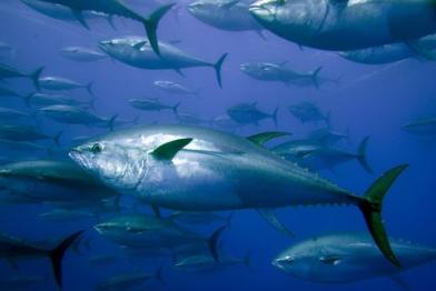 tuna fishing Mediterranean