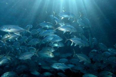 Apo Island Marine Life