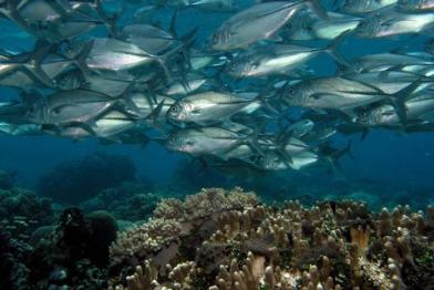 Apo Island Marine Life