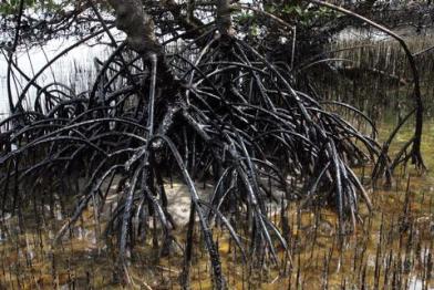 oil spill Philippines