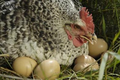 Huhn im Tierpark Arche Warder