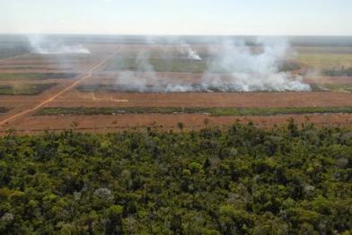 soya plantation in the Amazon