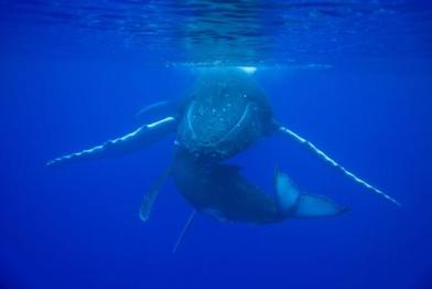 Humback Whales / Buckelwale