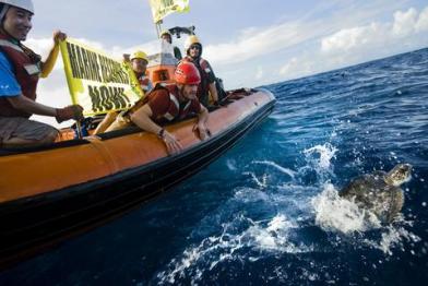 activists free an Olive Ridley turtle
