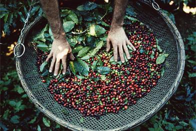 FrischgeernteteKaffeebohnen