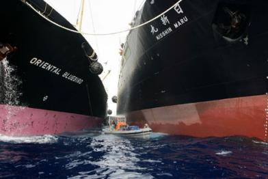 Nisshin Maru und Oriental Bluebird