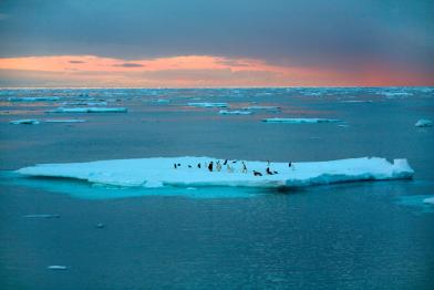 Emperor and Adeli Penguins in the Southern Ocean