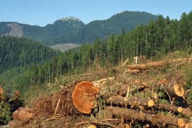 Rodungsgebiet auf Roderick Island, Britisch-Kolumbien, Kanada
