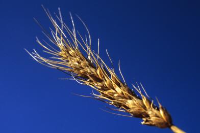 Monsanto Nap Hal Wheat in Germany