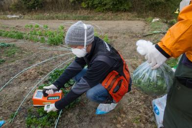 Die Greenpeace-Strahlenexpertin Rianne Teule untersucht in Minamisoma, 25 km nördlich des havarierten Kernkraftwerks Fukushima Daiichi, die Ernte auf Kontamination. 